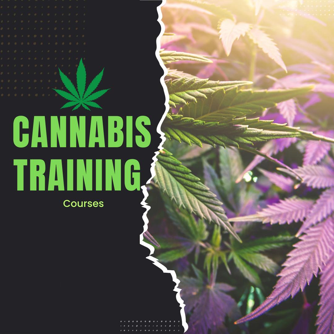 Top 7 Cannabis Training Programs You Should Know