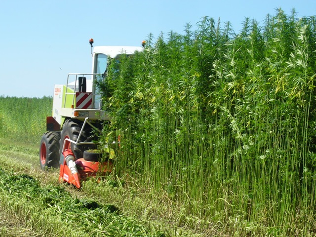 Industrial Hemp: A Green Gold Rush? Unlocking the Potential of Hemp 